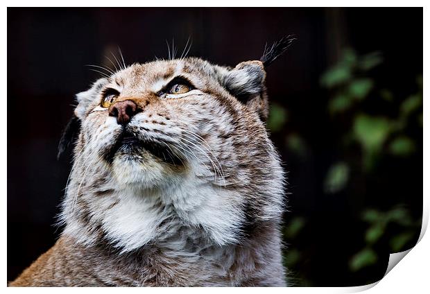 Eurasian lynx Print by Alan Whyte