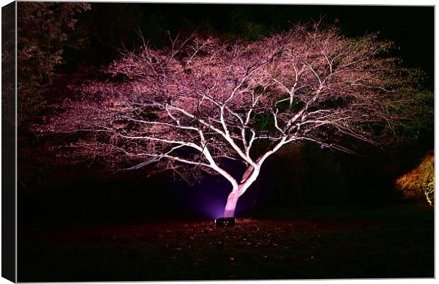 Maple tree at night, Westonbirt Arbote Canvas Print by Jonathan Evans