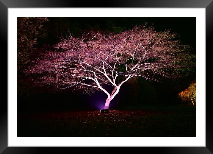 Maple tree at night, Westonbirt Arbote Framed Mounted Print by Jonathan Evans