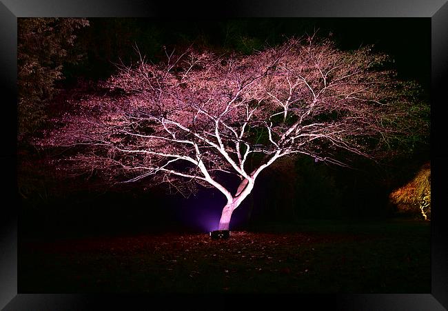Maple tree at night, Westonbirt Arbote Framed Print by Jonathan Evans