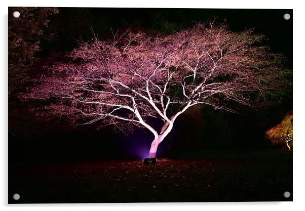 Maple tree at night, Westonbirt Arbote Acrylic by Jonathan Evans