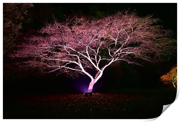 Maple tree at night, Westonbirt Arbote Print by Jonathan Evans