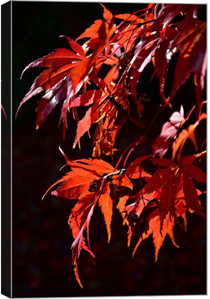 Deep red Maple leaves in the sun light  Canvas Print by Jonathan Evans