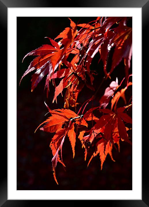 Deep red Maple leaves in the sun light  Framed Mounted Print by Jonathan Evans