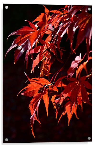 Deep red Maple leaves in the sun light  Acrylic by Jonathan Evans
