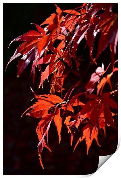 Deep red Maple leaves in the sun light  Print by Jonathan Evans