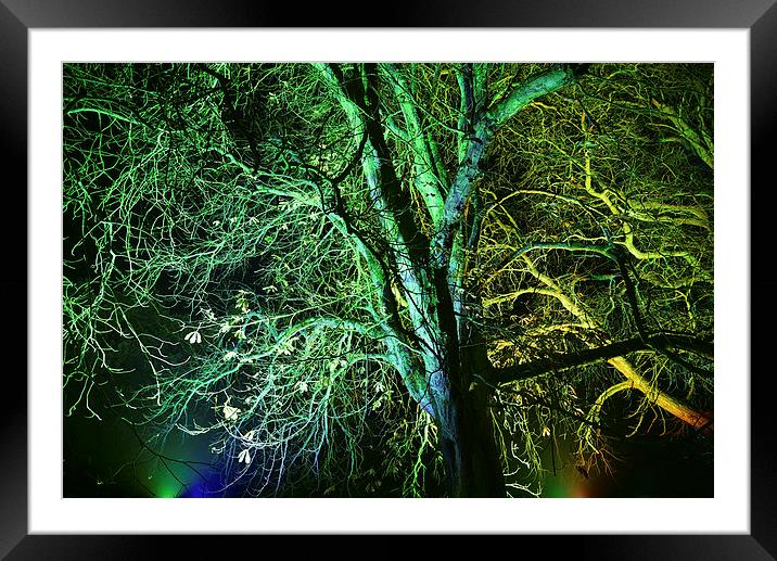 Maple Tree light up at night Framed Mounted Print by Jonathan Evans