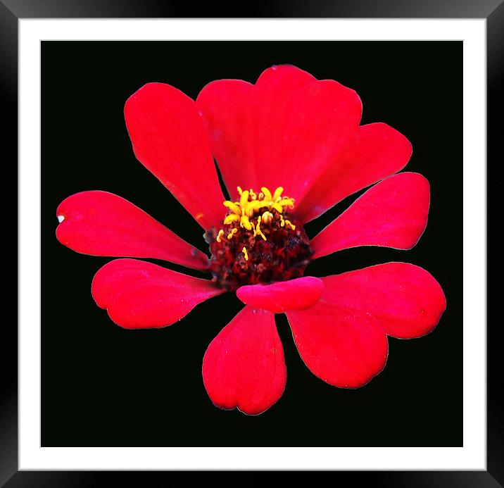  Red Tropical Flower Framed Mounted Print by james balzano, jr.