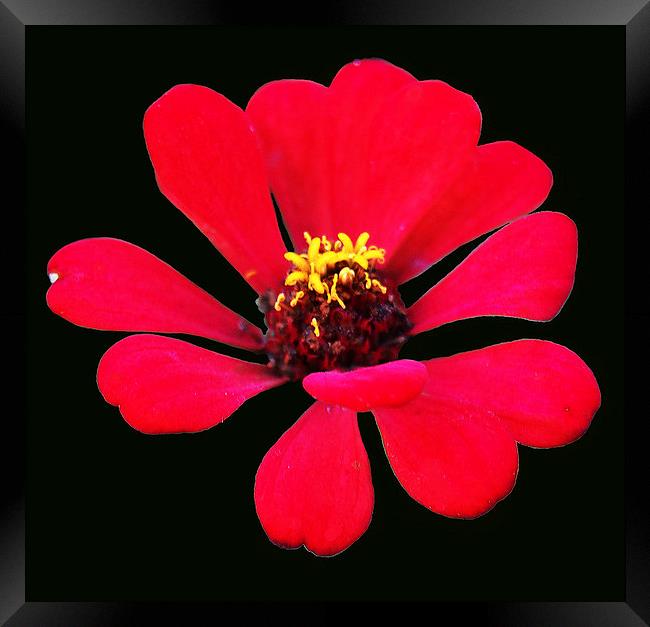  Red Tropical Flower Framed Print by james balzano, jr.