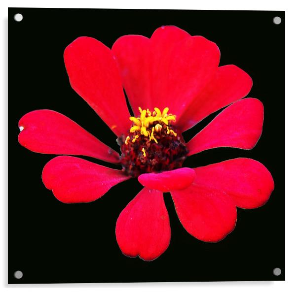  Red Tropical Flower Acrylic by james balzano, jr.