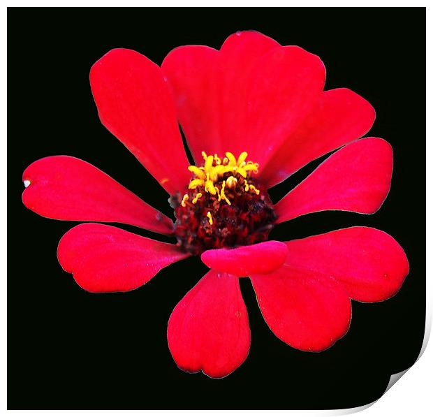 Red Tropical Flower Print by james balzano, jr.