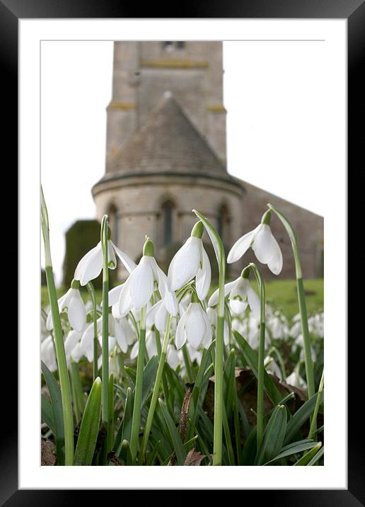 Serene Snowdrops Framed Mounted Print by Rick Wilson