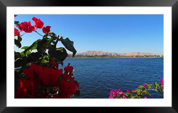  Flowers on the Nile Framed Mounted Print by Charlotte Moon