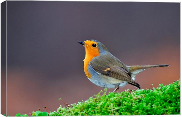  Robin Canvas Print by Macrae Images