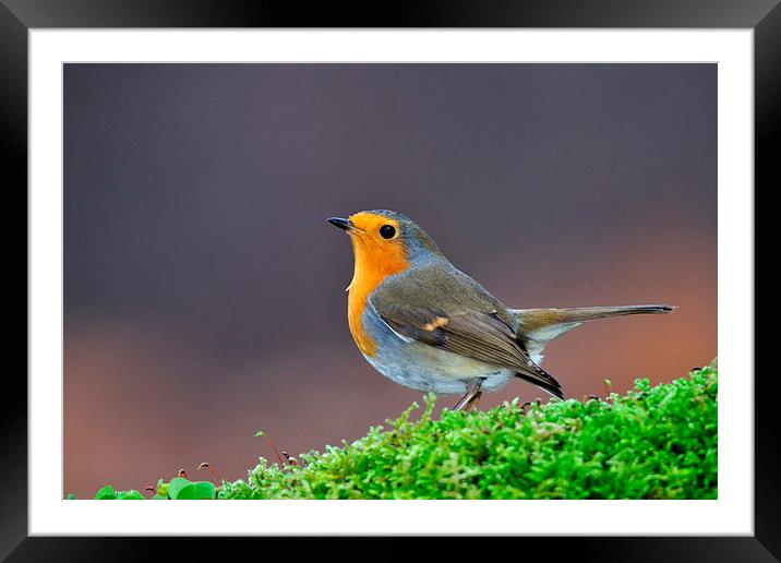  Robin Framed Mounted Print by Macrae Images