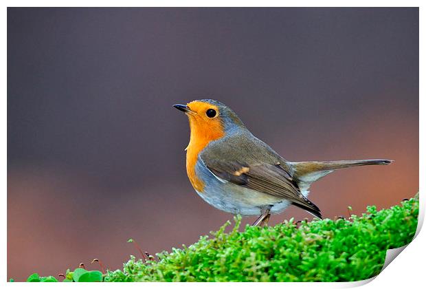  Robin Print by Macrae Images