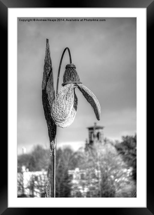  Wicker Snow Drop Framed Mounted Print by Andrew Heaps