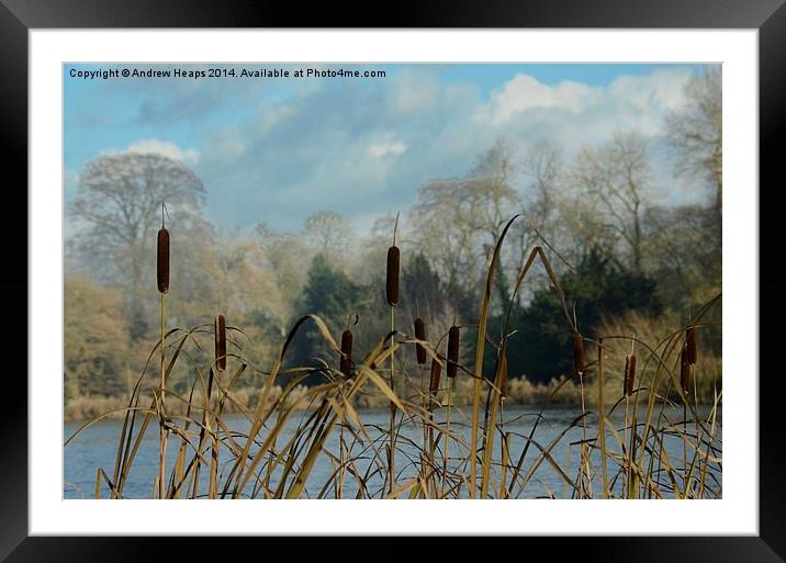  Water Reeds Framed Mounted Print by Andrew Heaps