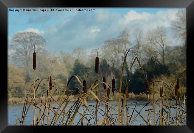  Water Reeds Framed Print by Andrew Heaps