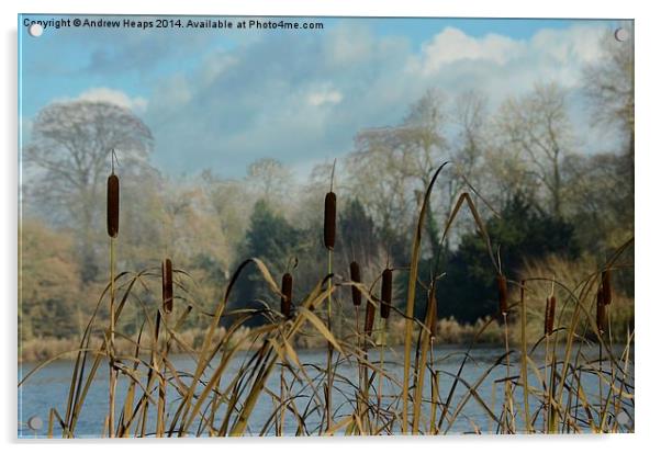  Water Reeds Acrylic by Andrew Heaps