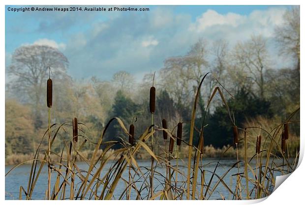  Water Reeds Print by Andrew Heaps