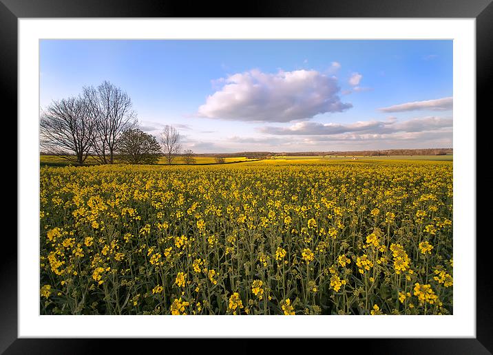  Fenland Field. Framed Mounted Print by Mark Godden