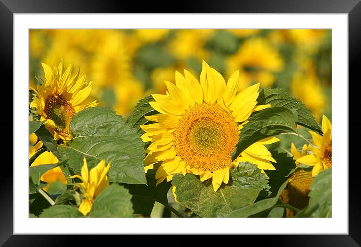 Sunflowers Framed Mounted Print by Rick Wilson