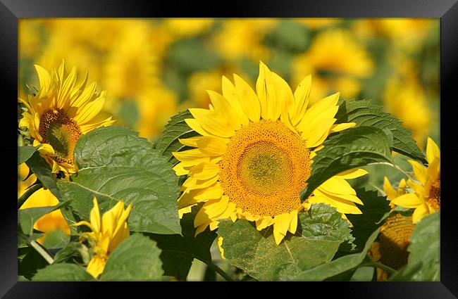 Sunflowers Framed Print by Rick Wilson
