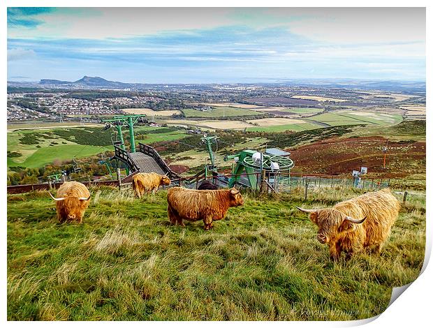  Coos with a view Print by Paul Masterton