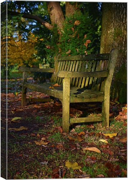 Wooden bench in autumn with maple trees  Canvas Print by Jonathan Evans