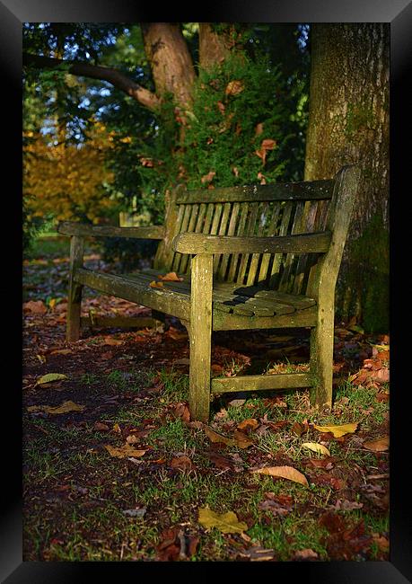 Wooden bench in autumn with maple trees  Framed Print by Jonathan Evans