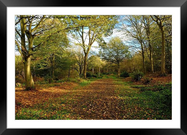  Chalkney Wood Framed Mounted Print by Diana Mower