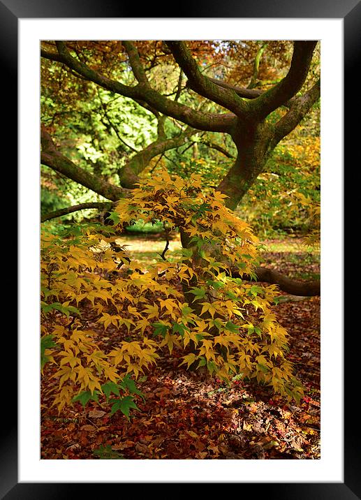 Maple tree Autumn. Forest floor covered in leaves  Framed Mounted Print by Jonathan Evans