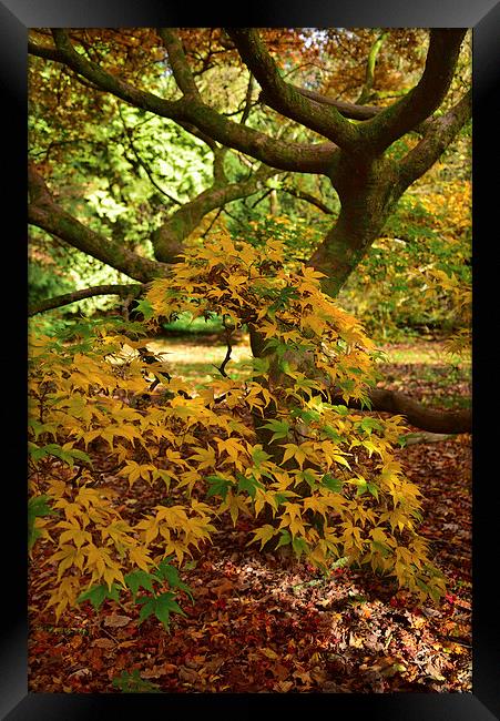 Maple tree Autumn. Forest floor covered in leaves  Framed Print by Jonathan Evans