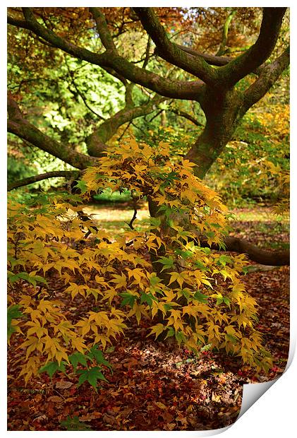 Maple tree Autumn. Forest floor covered in leaves  Print by Jonathan Evans