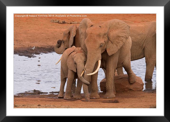 Elephant Love  Framed Mounted Print by Howard Kennedy