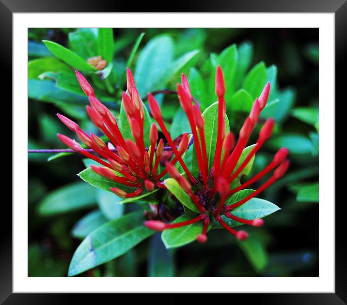 Red Tropical Flower  Framed Mounted Print by james balzano, jr.