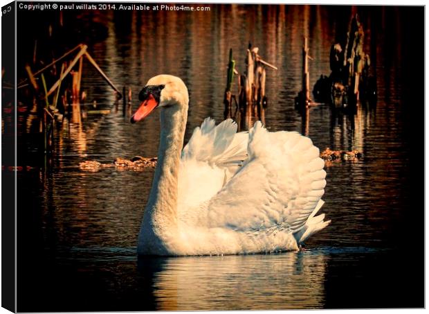  Mute Swan At Sunset Canvas Print by paul willats