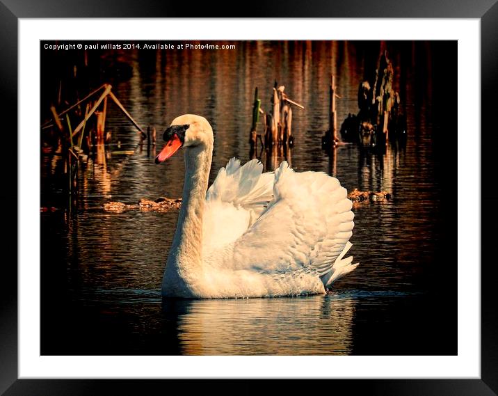 Mute Swan At Sunset Framed Mounted Print by paul willats