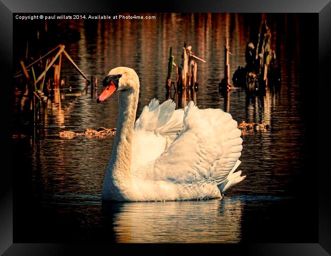  Mute Swan At Sunset Framed Print by paul willats