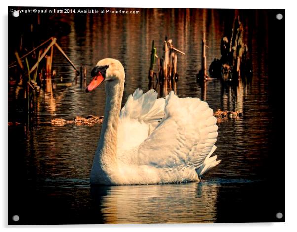  Mute Swan At Sunset Acrylic by paul willats