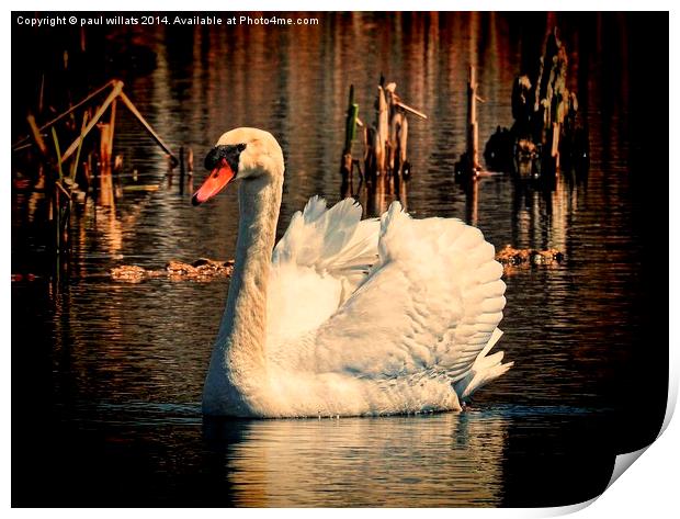  Mute Swan At Sunset Print by paul willats