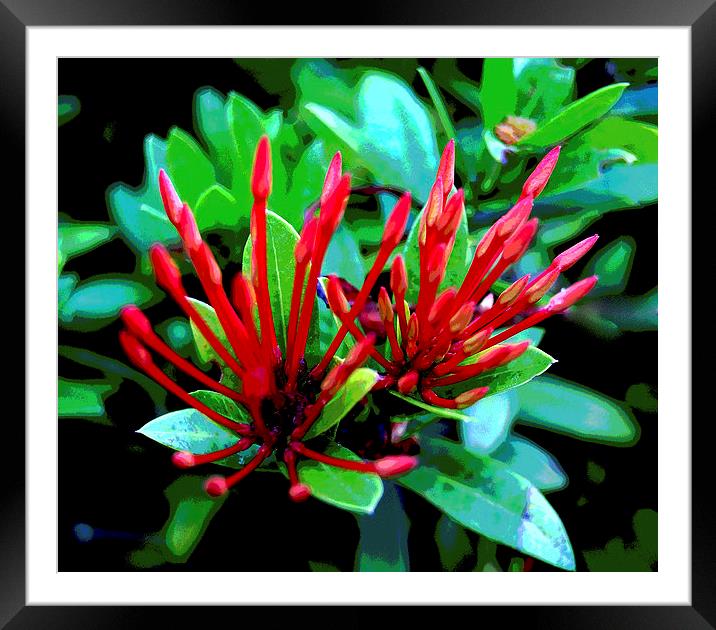 Red Tropical Flora   Framed Mounted Print by james balzano, jr.