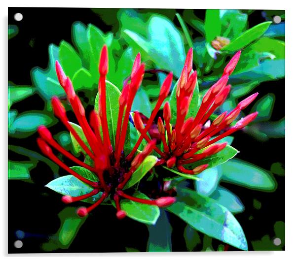Red Tropical Flora   Acrylic by james balzano, jr.