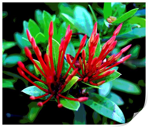 Red Tropical Flora   Print by james balzano, jr.