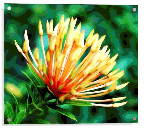 Yellow Tropical Flowers  Acrylic by james balzano, jr.