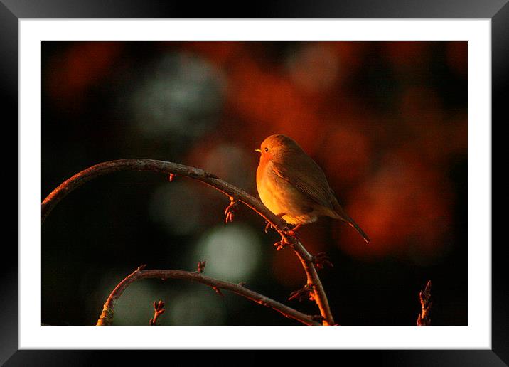  Robin Redbreast  Framed Mounted Print by carin severn