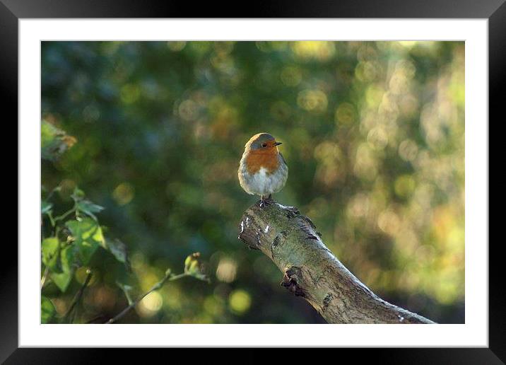 natures lookout Framed Mounted Print by carin severn