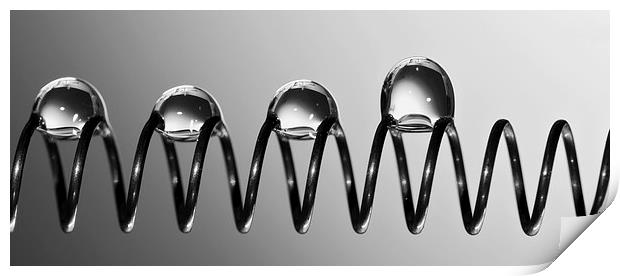  Water drops on spring abstract Print by Dan Ward