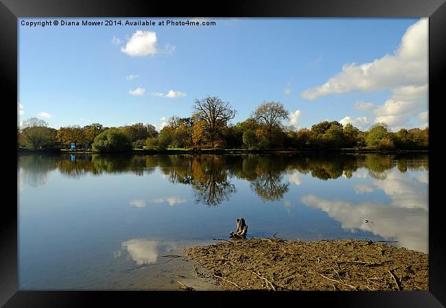 Hatfield Forest Lake  Framed Print by Diana Mower